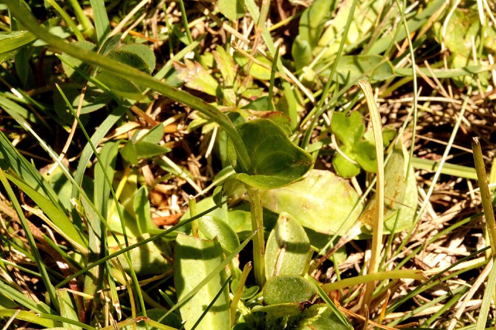 Parnassia palustris